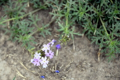 Glandularia dissecta