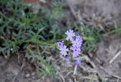 Glandularia dissecta