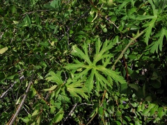 Geranium transbaicalicum