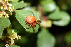 Araneus alsine