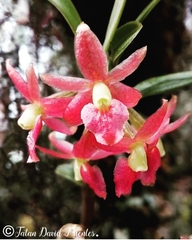 Epidendrum oxysepalum