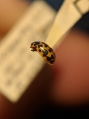 Anisosticta bitriangularis