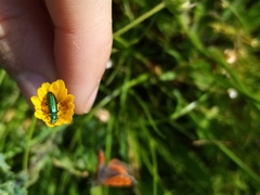 Psilothrix viridicoerulea