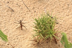 Cyperus pedunculatus