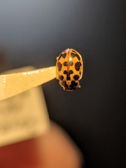 Anisosticta bitriangularis