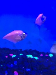 Gymnocorymbus ternetzi