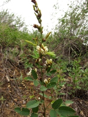 Lespedeza daurica
