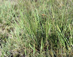 Panicum bergii