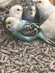 Melopsittacus