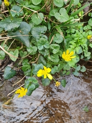 Ficaria verna