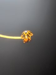 Anisosticta bitriangularis