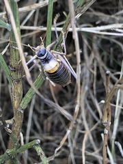Lluciapomaresius stalii