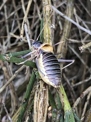 Lluciapomaresius stalii