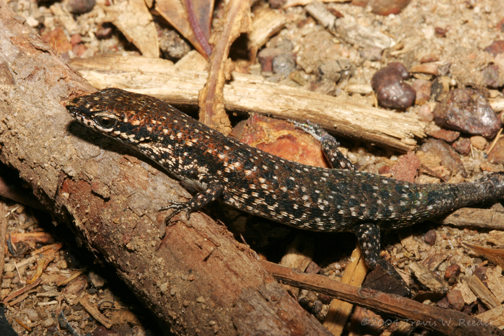 Rough Brown Rainbow-Skink