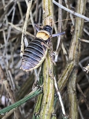 Lluciapomaresius stalii