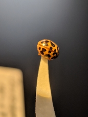 Anisosticta bitriangularis