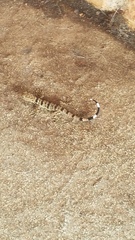 Gonatodes concinnatus