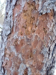Picoides