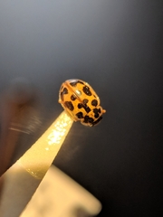 Anisosticta bitriangularis