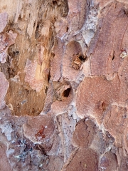 Picoides