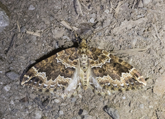 Lampropteryx suffumata