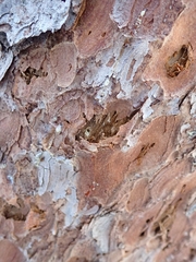 Picoides