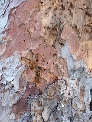Picoides