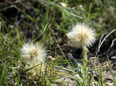 Noticastrum sericeum