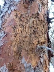 Picoides