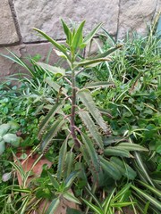 Kalanchoe daigremontiana
