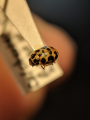 Anisosticta bitriangularis