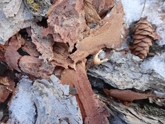 Picoides