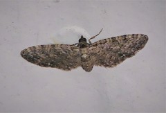 Eupithecia jejunata