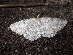 Catoria sublavaria