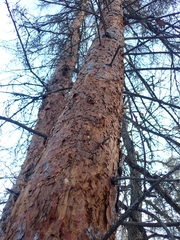 Picoides