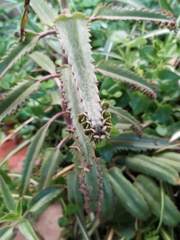 Kalanchoe daigremontiana