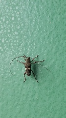 Colobothea bisignata