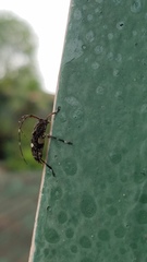 Colobothea bisignata