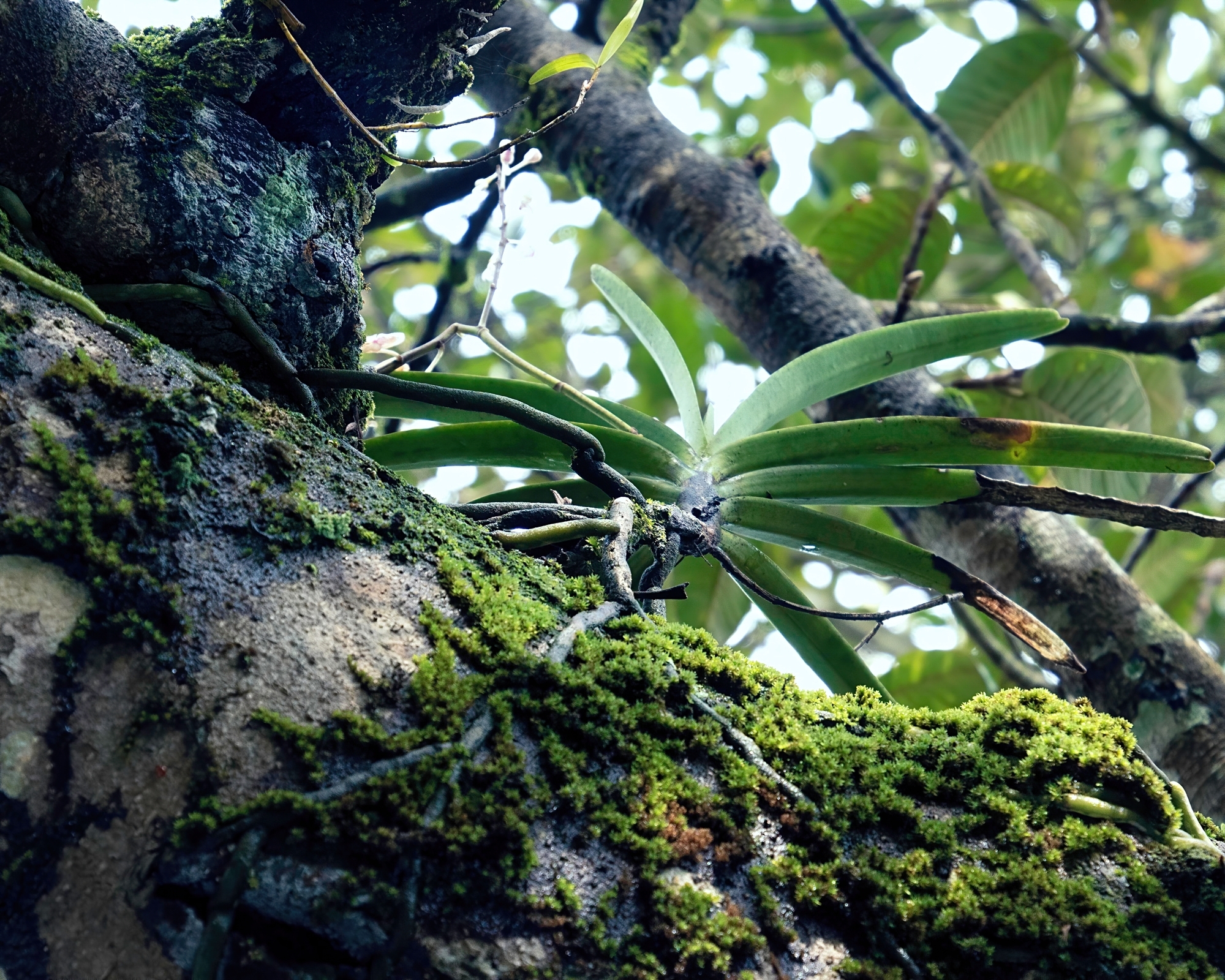 Aerides ringens (Lindl.) C.E.C.Fisch. 2