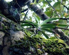 Aerides ringens
