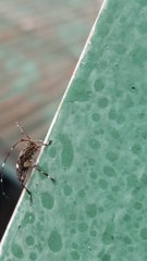 Colobothea bisignata
