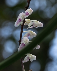 Aerides ringens