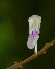 Aerides ringens