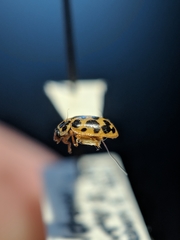 Anisosticta bitriangularis