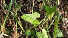 Aristolochia shimadae
