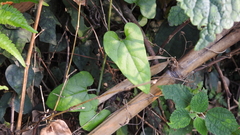 Aristolochia shimadae