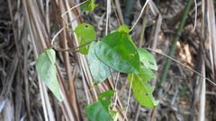 Vincetoxicum hirsutum