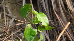 Vincetoxicum hirsutum