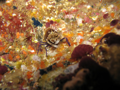 Gnathophyllum elegans