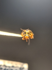 Anisosticta bitriangularis